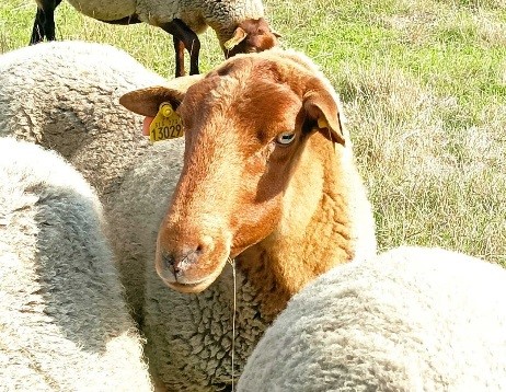 mouton
